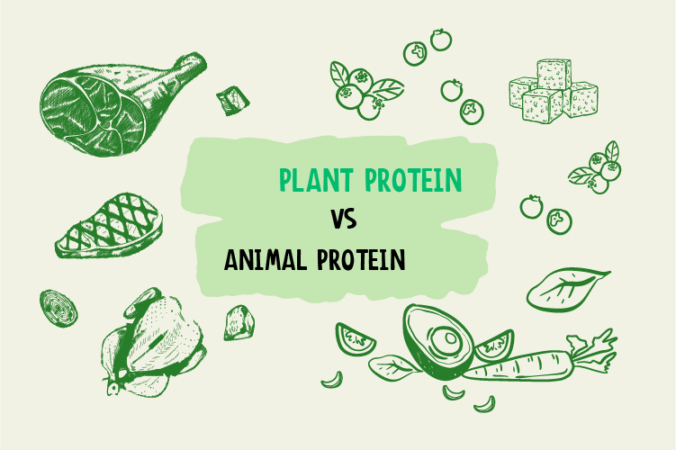 Plant Protein vs Animal Protein